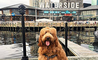 Fluffly Puppy at Waterside District